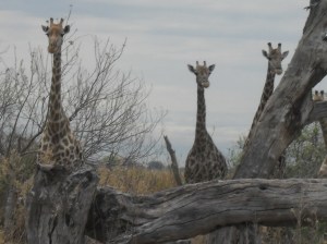 Giraffes