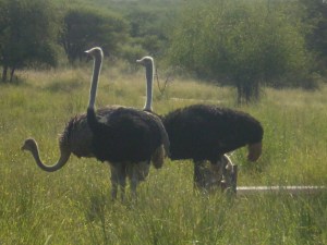 Large birds that don`t fly